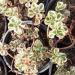 Perene: SEDUM SPURIUM TRICOLOR, slika1